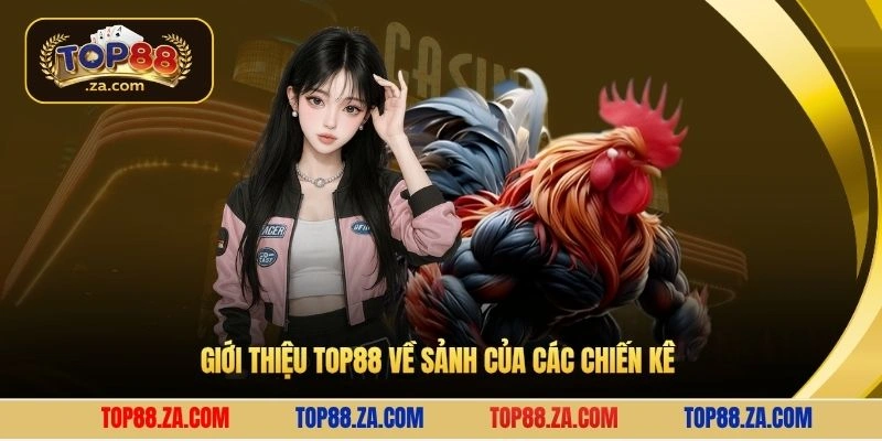 Giới thiệu Top88 về sảnh của các chiến kê